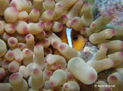 Anemonefish taken in the Red Sea with Fuji Finepix, Close... by Maria Munn 